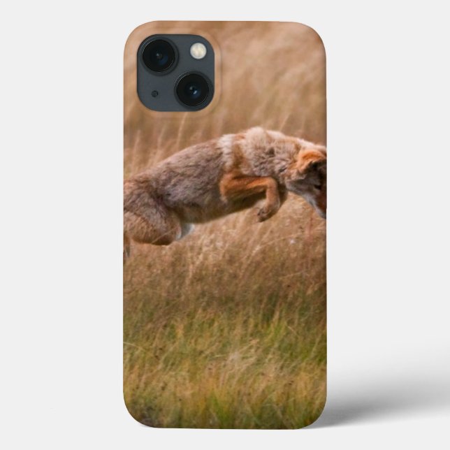 Leapso de Coyote - Prados de Gibbon (Verso)