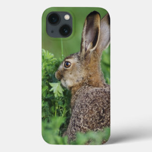 Lebre de Brown, europaeus do Lepus, comer novo,