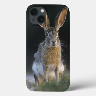 Lebre-de-cauda-preta, Lepus californicus, 2