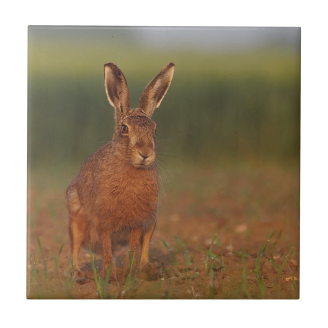 Lebre de Harriet (Frente)