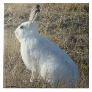 Lebre de sapato de neve R25
