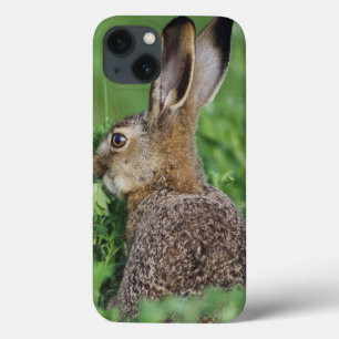 Lebre-marrom, Lepus europaeus, jovem comendo,