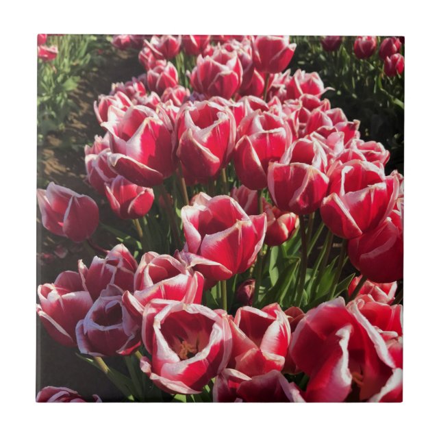 Leen Van Der Mark Tulips, Oregon (Frente)