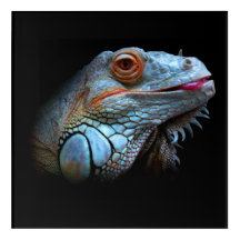 Legal Iguana Azul