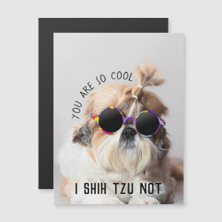 Legal Shih Tzu Foto de óculos de sol bonitos e não