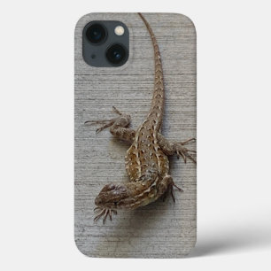 Legal Sidewalk Lizard