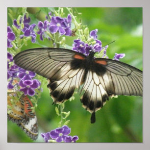 Legend of Butterflies Poster Print