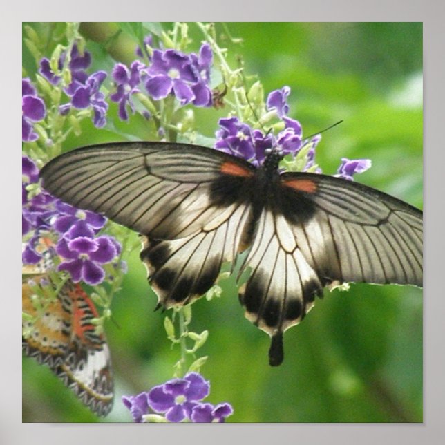 Legend of Butterflies Poster Print (Frente)