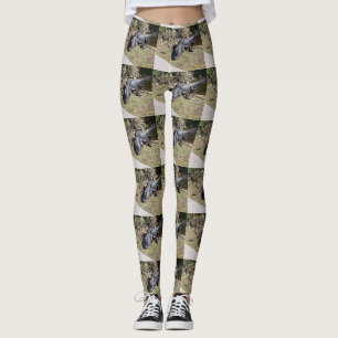 Legging Alligador no Everglades