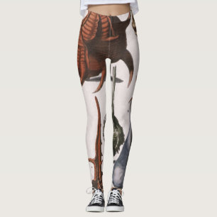 Legging Conchas, Conchas Antigas, Vida Marinha do Oceano