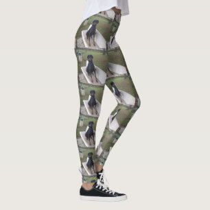 Legging doberman pincher sentado