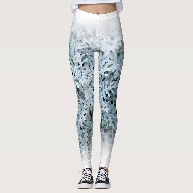 Legging Dusty Miller / Silver Ragwort (Frente)