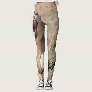 Legging Lioness Roaring