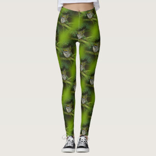 Legging O Kinglet pequeno bonito causa um stir no abeto