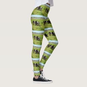 Legging Vacas Galloway De Cinto De Bebê Em Uma Paddock,