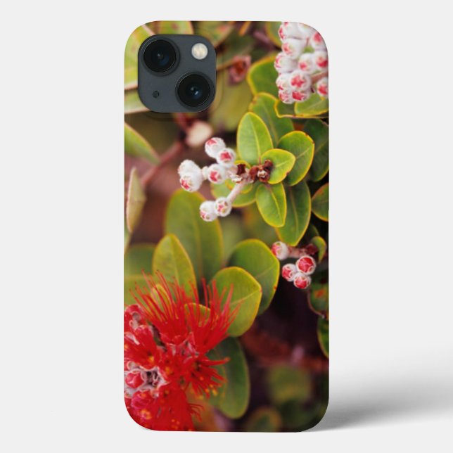 Lehua Blossoms In Hawaii Volcanoes (Verso)