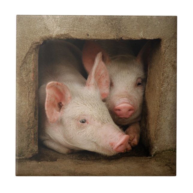 Leitão curiosos (Frente)