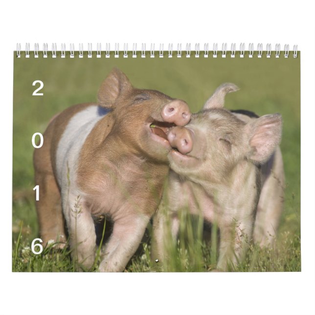 Leitão felizes - calendário 2016 do porco (Capa)