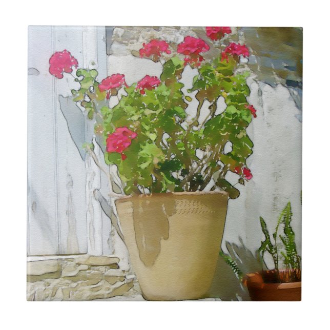 Leitura turca gerânio (Frente)