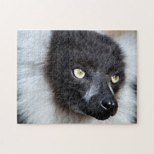 Lemur Preto e Branco, Quebra-cabeça