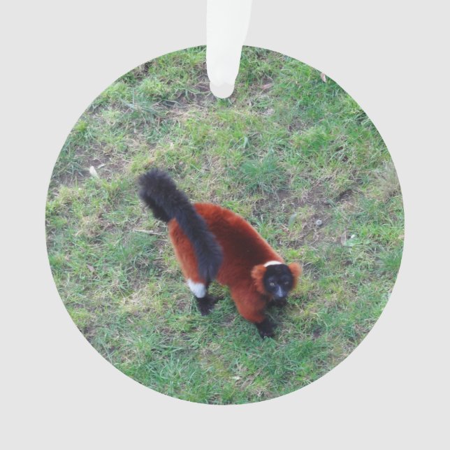 Lemur Vermelho Rufado #1-1 Ornamento (Frente)
