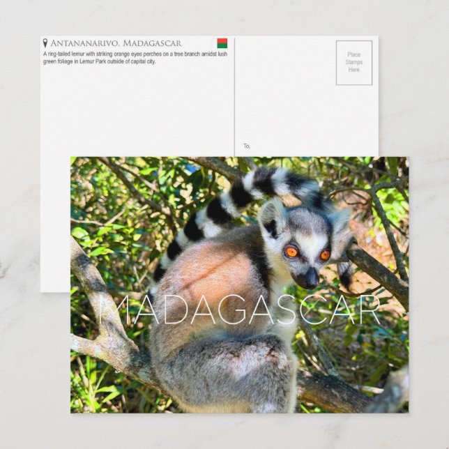 Lêmure, cartão postal de viagem de Madagascar (Frente/Verso)