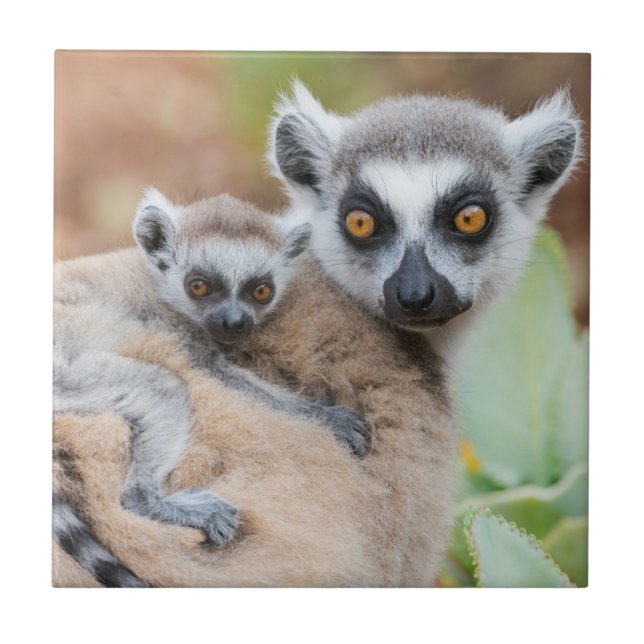 Lêmure-de-cauda-anelada bebê nas costas da mãe (Frente)