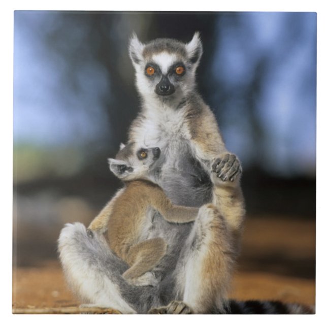 Lêmure-de-cauda-anelada, (Lemur catta), Mãe e (Frente)