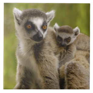 Lêmures-de-cauda-anelada (Lemur catta) Mãe e bebê.