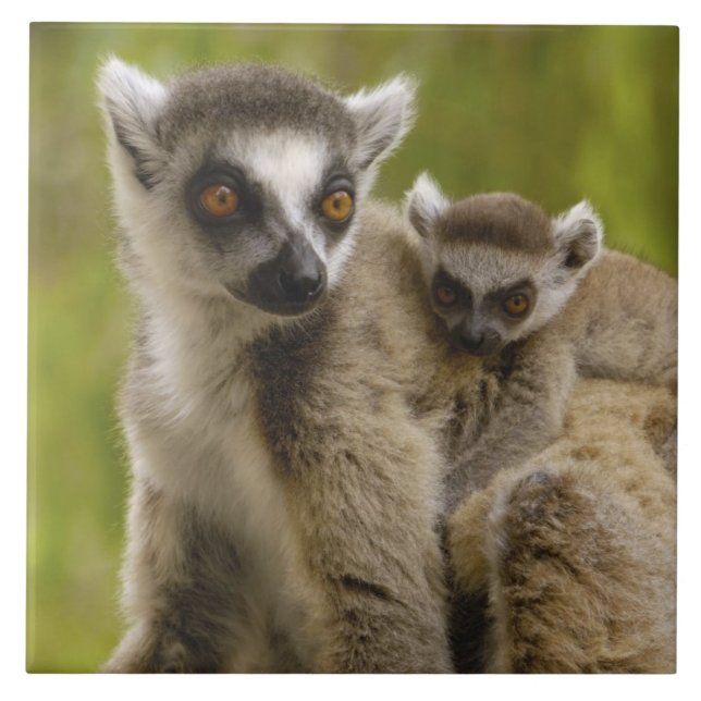 Lêmures-de-cauda-anelada (Lemur catta) Mãe e bebê. (Frente)