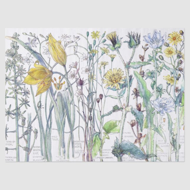 Lenço de papel botânico dos Wildflowers da flor da (Frente )