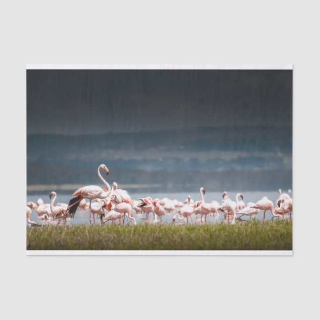 Lenço de papel com imagem dos flamingos (Frente )