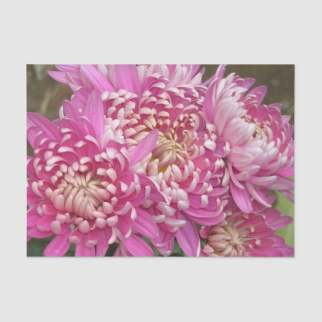 Lenço de papel cor-de-rosa bonito (Frente )