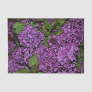 Lenço de papel do Lilac