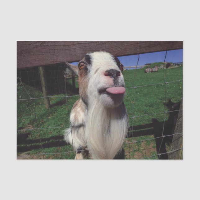 Lenço de papel insolente da cabra (Frente )