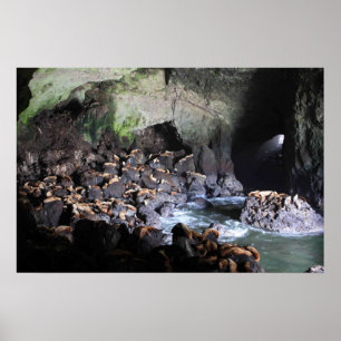 Leões de mar no impressão da caverna