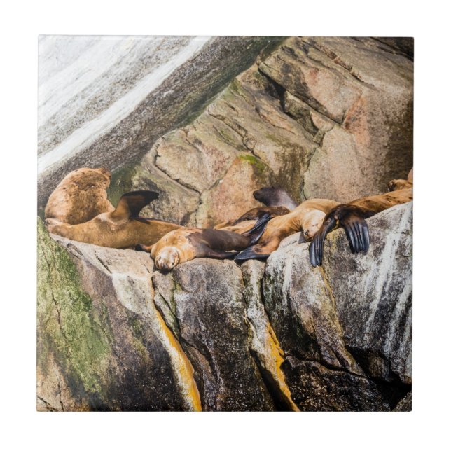 Leões Do Mar Deitados Nas Rochas (Frente)