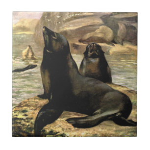Leões-marinhos da Califórnia por CE Swan, Animais 