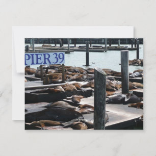 Leões Marinhos do Pier 39