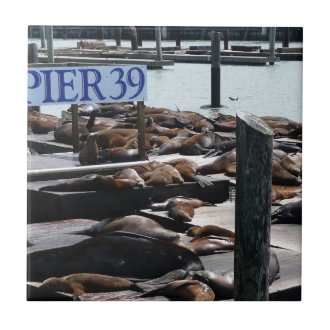 Leões Marinhos do Pier 39 (Frente)
