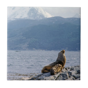 Leões marinhos no canal de beagle - Argentina