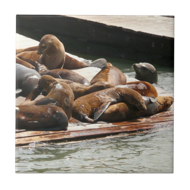 Leões Marinhos Tomando Sol em São Francisco (Frente)