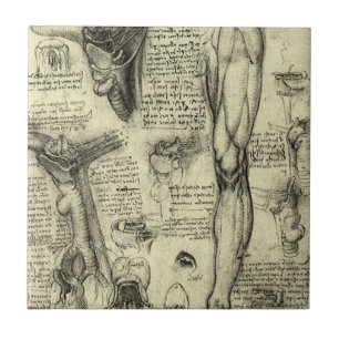 Leonardo da Vinci Antiga Anatomia Humana Laringe P