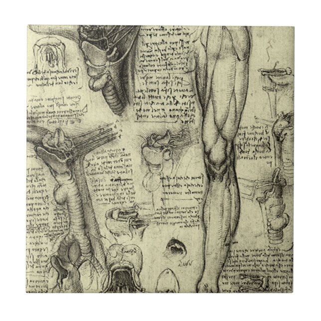 Leonardo da Vinci Antiga Anatomia Humana Laringe P (Frente)