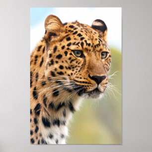 Leopard portrait Poster