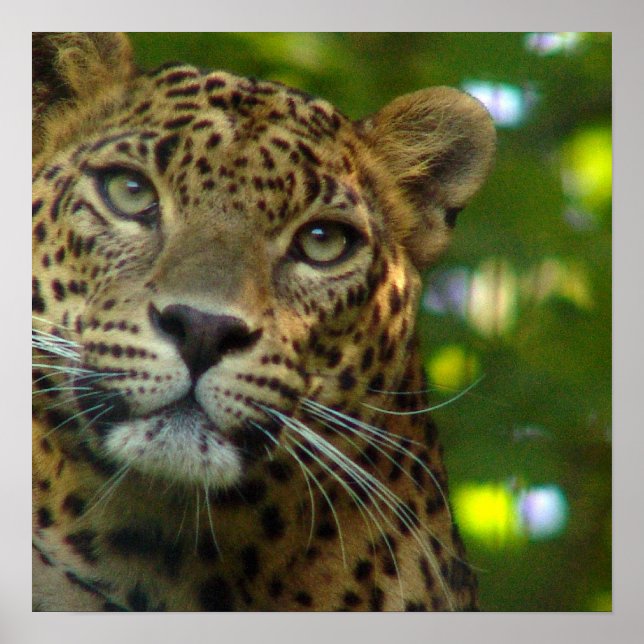Leopard Poster Print (Frente)