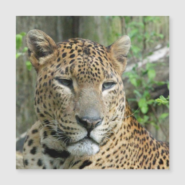 Leopardo20151002 (Frente)