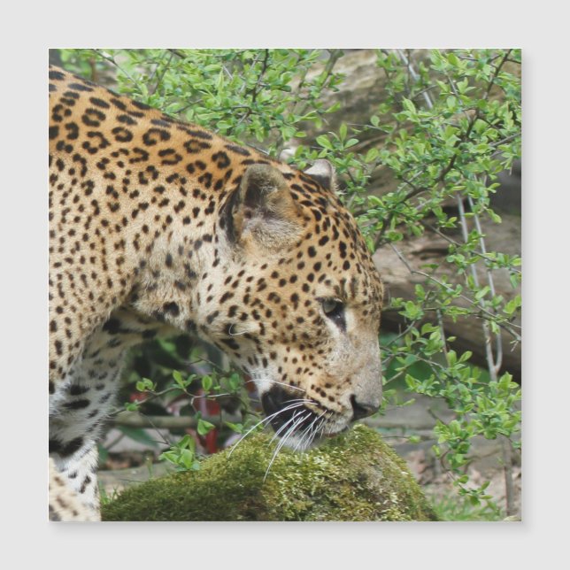 Leopardo20151003 (Frente)