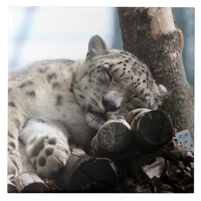 Leopardo 002 (Frente)