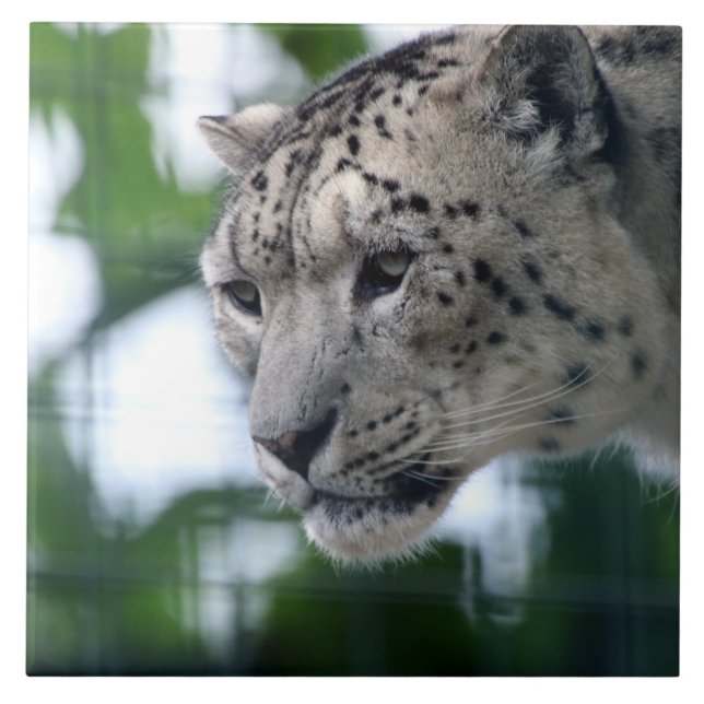 Leopardo 003 (Frente)